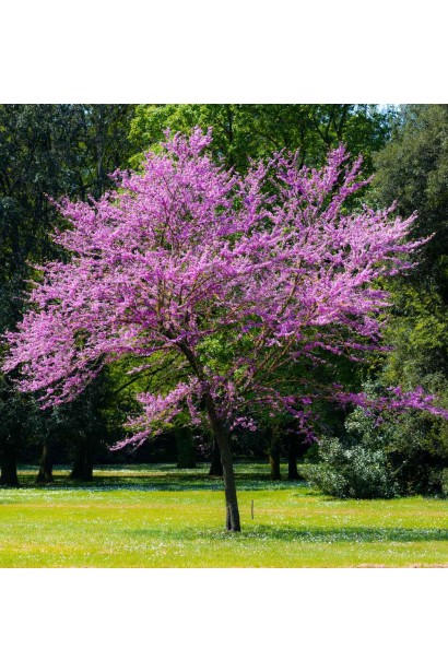 Церцис європейський в ландшафті